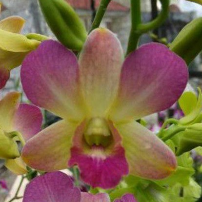 Anggrek Dendrobium Give By God