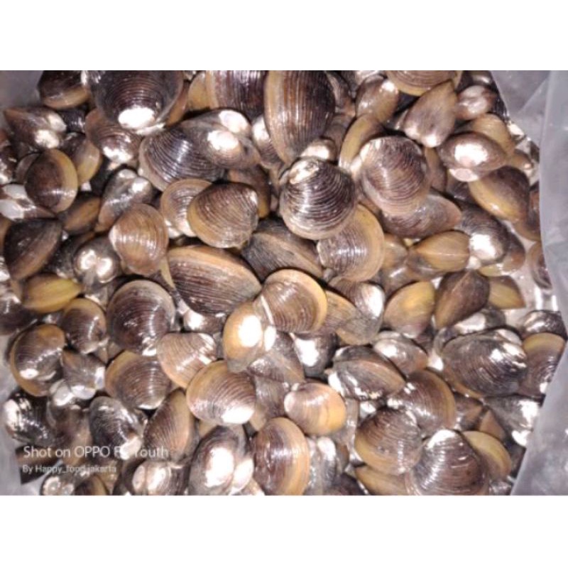 

remis / kerang hidup segar per 1kg kak