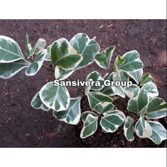 Tanaman Ficus Triangularis Variegata / Ficus Triangularis varigata / beringin kupu kupu