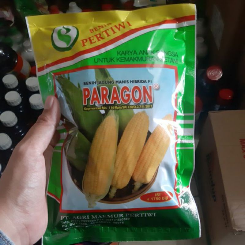 benih jagung manis hibrida PARAGON PERTIWI