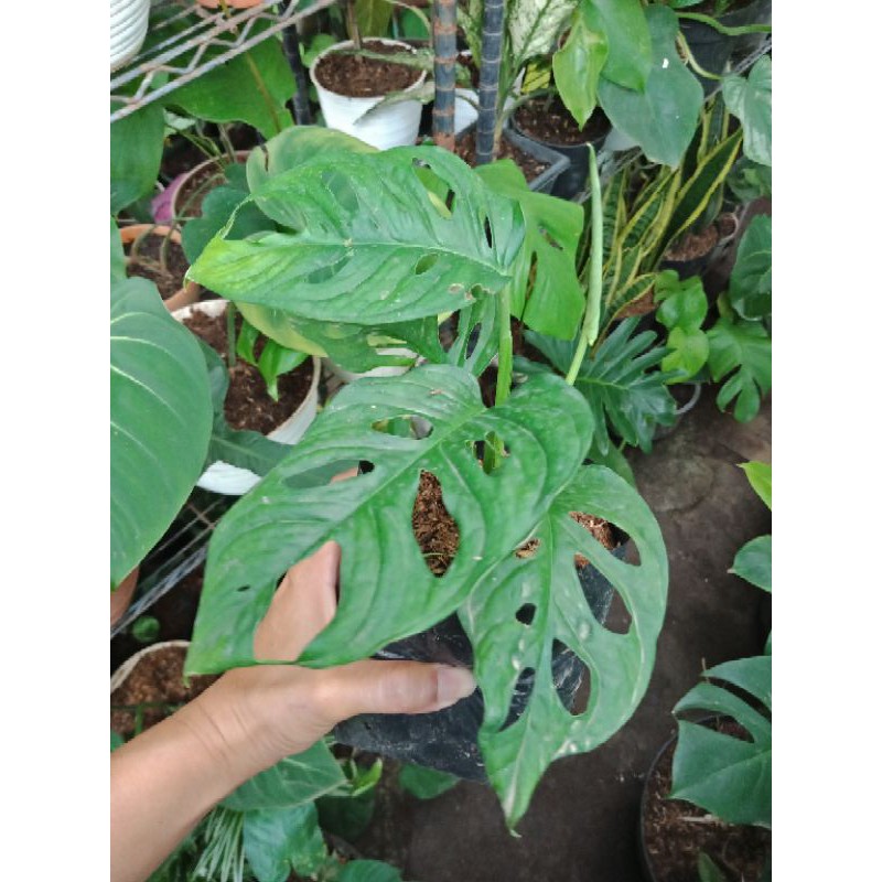 Monstera Acuminata