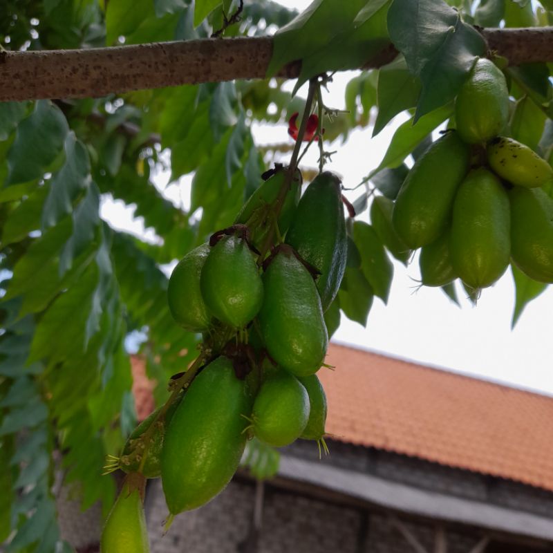 

BELIMBING WULUH SEGAR 200G