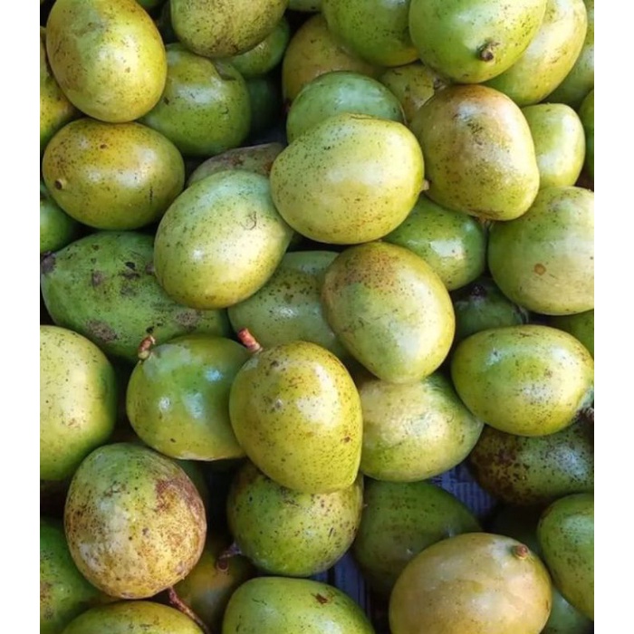 

BUAH MANGGA MUDA SUPER GARING DAN FRESH