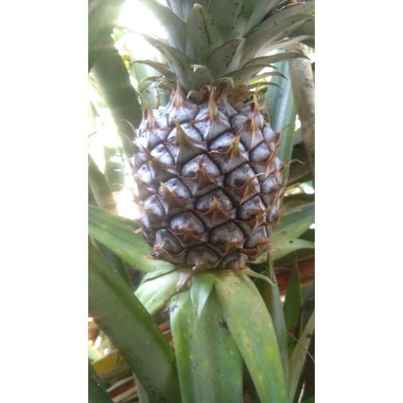 

buah nanas muda