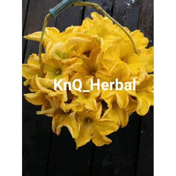 Bunga Labu Kuning Asli Segar