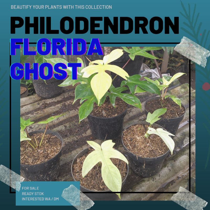 philodendron florida ghost
