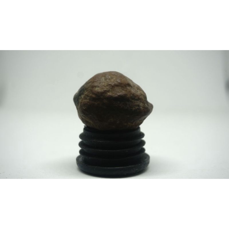 Muncang adu Mayit Jawa Ori