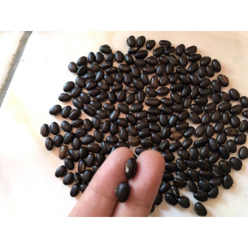 Kacang MB Mucuna bracteata