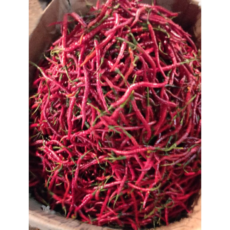 

cebe merah kriting