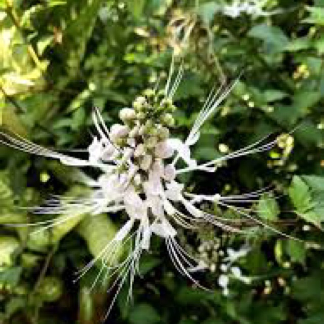 

Daun kumis kucing segar 500 gr