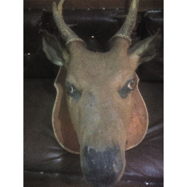 Kepala Rusa Asli BUKAN KAYU Tahun 1991