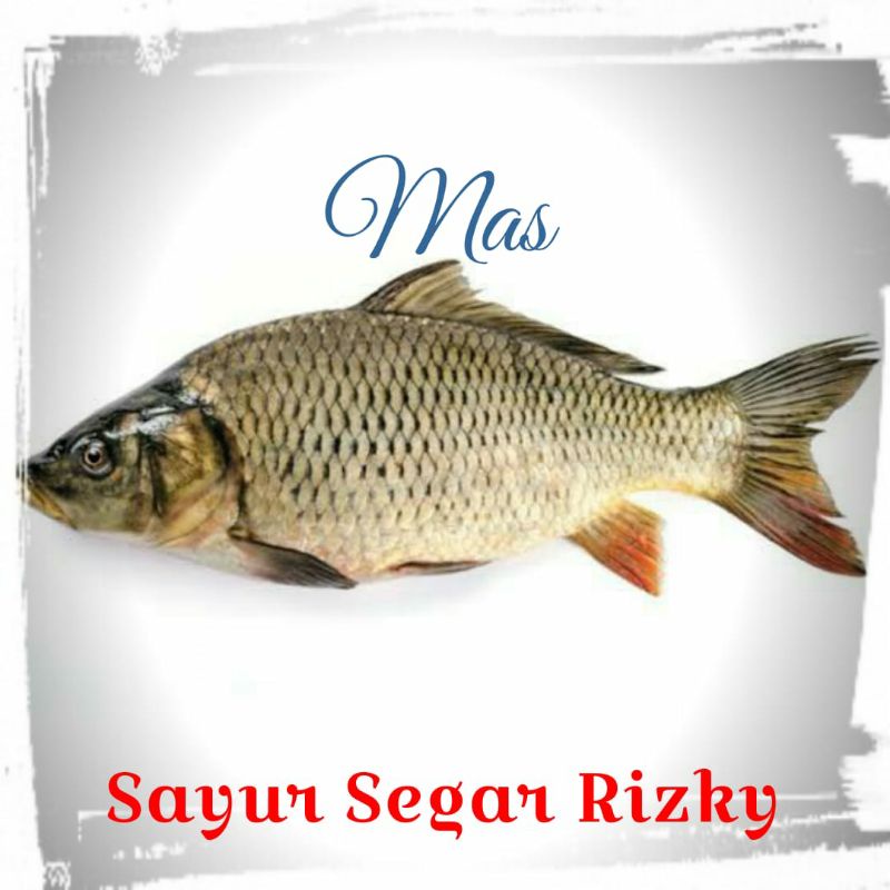 

Ikan Mas 1kg [NAIK HARGA]