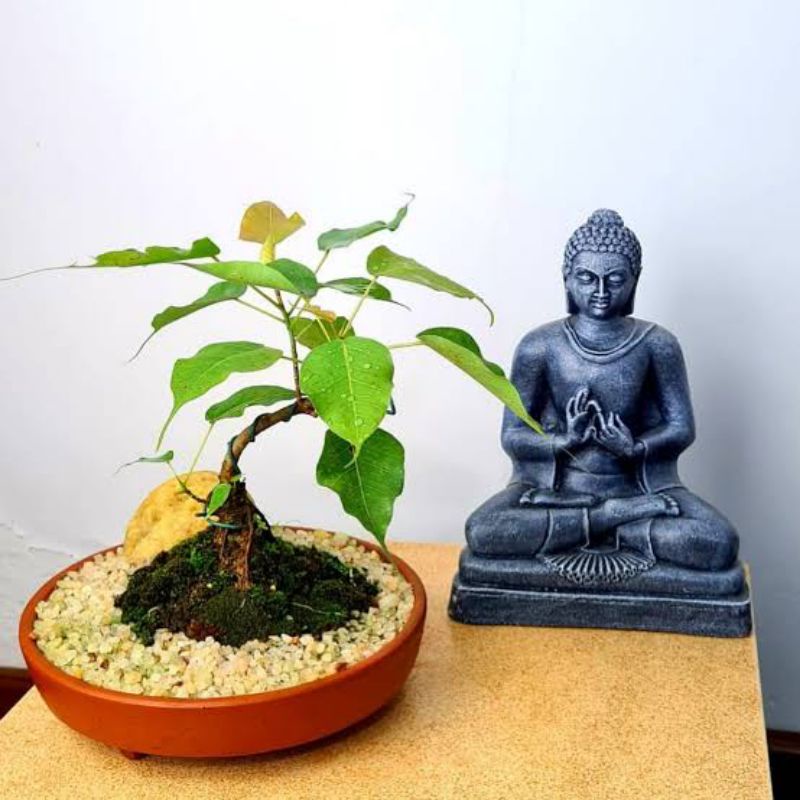ficus bodhi pucuk merah ficus bodi pupus merah ficus religiosa ficus bodhy