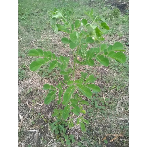 trembesi bibit