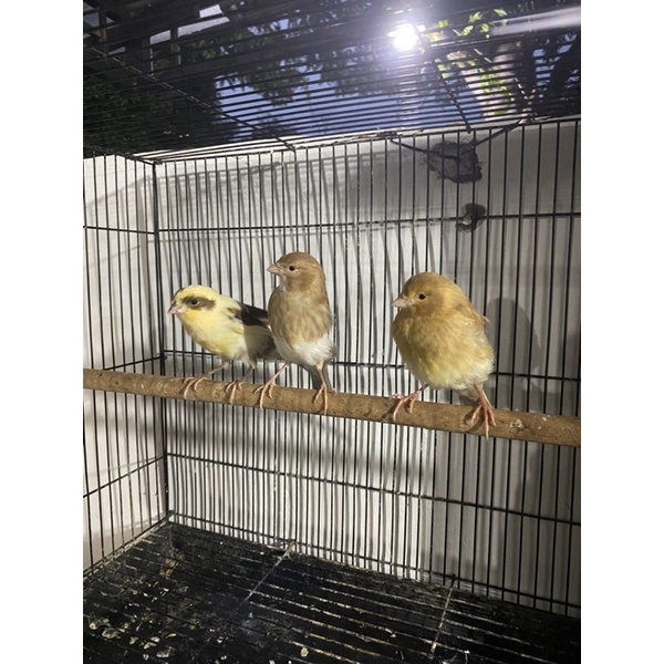 Burung Kenari Af Bahan Jantan