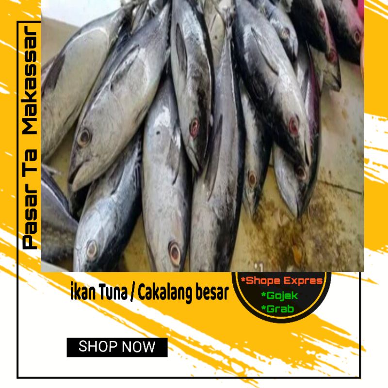

Perekor ikan Cakalang Besar Cakalang Potong potong