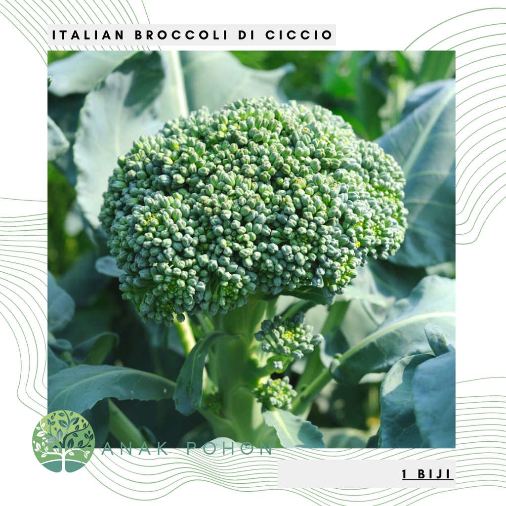 Benih Bibit Biji - Italian Broccoli Di Ciccio (Heirloom) Brokoli Hijau Italia Kuno Seeds - IMPORT