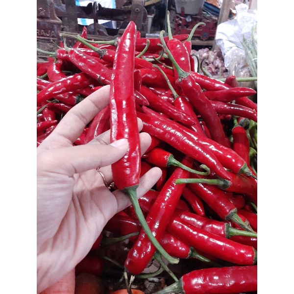 

CABAI MERAH BESAR SEGAR