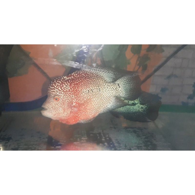 

burayak louhan cenchu gen f2