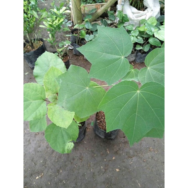 Bahan Bonsai Waru Landak