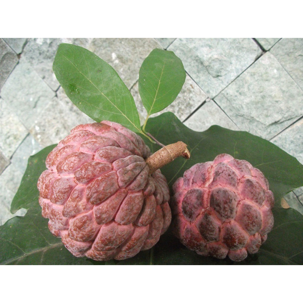 TANAMAN BUAH SRIKAYA MERAH