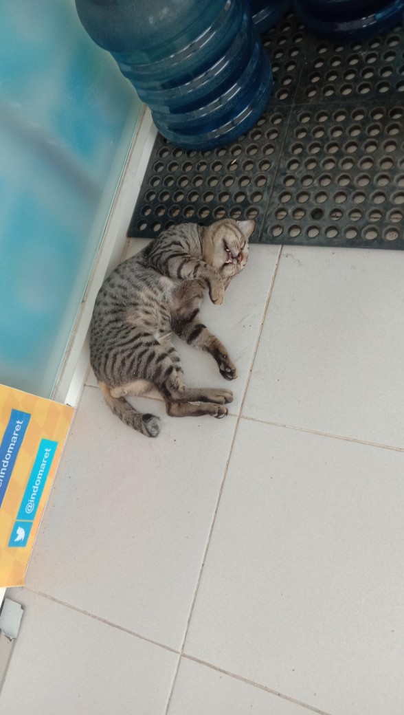 Alat Pembersih Sisik Ikan Fish Skale Skin Scrapper