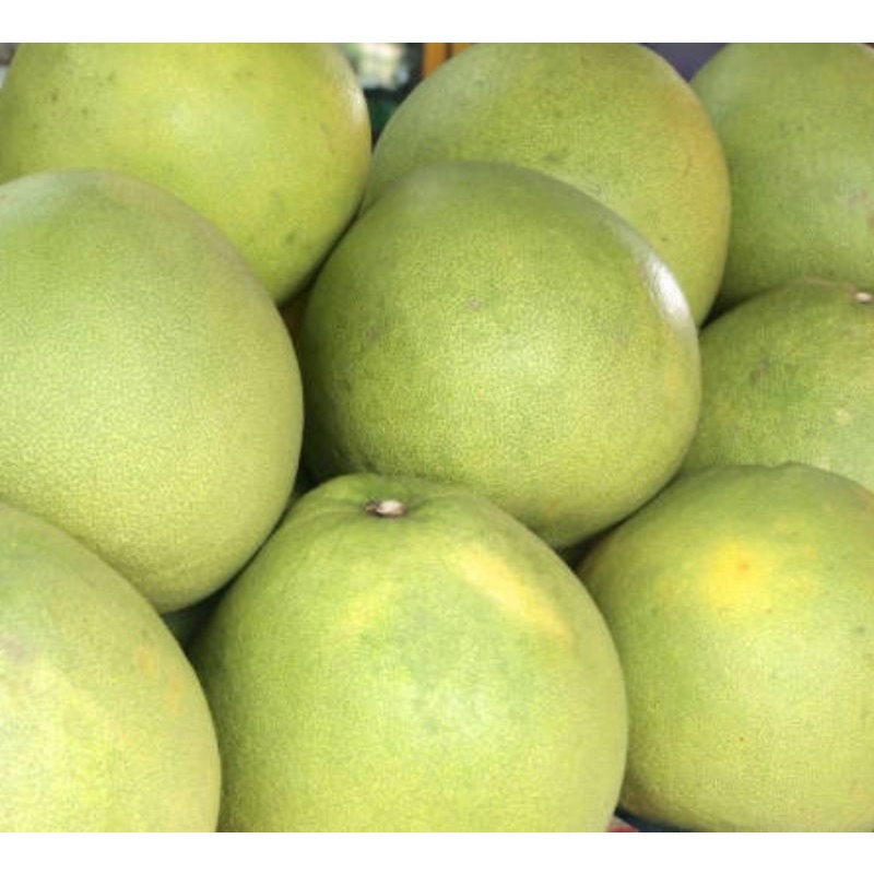 

Jeruk Bali Pamelo 1 Pcs