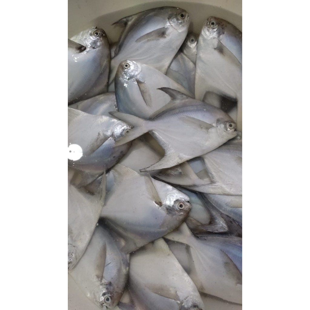 

Bawal Putih Segar - 1Kg