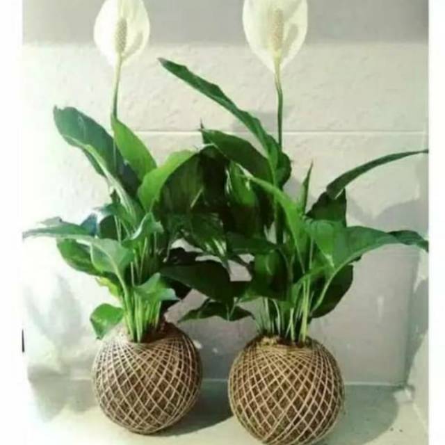 Tanaman Sepatu filum bunga