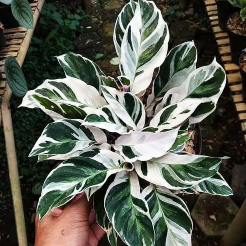 Tanaman hias calathea white fusion rimbun