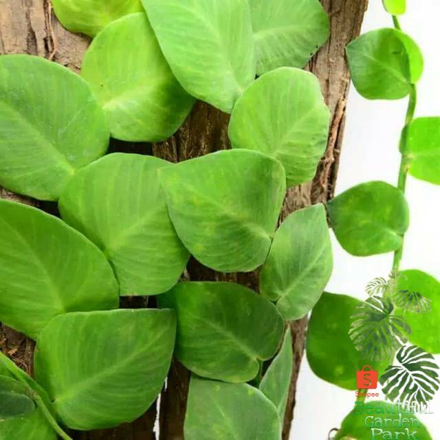 Tanaman hias dolar besar - tanaman rambat dolar besar - dolar gede