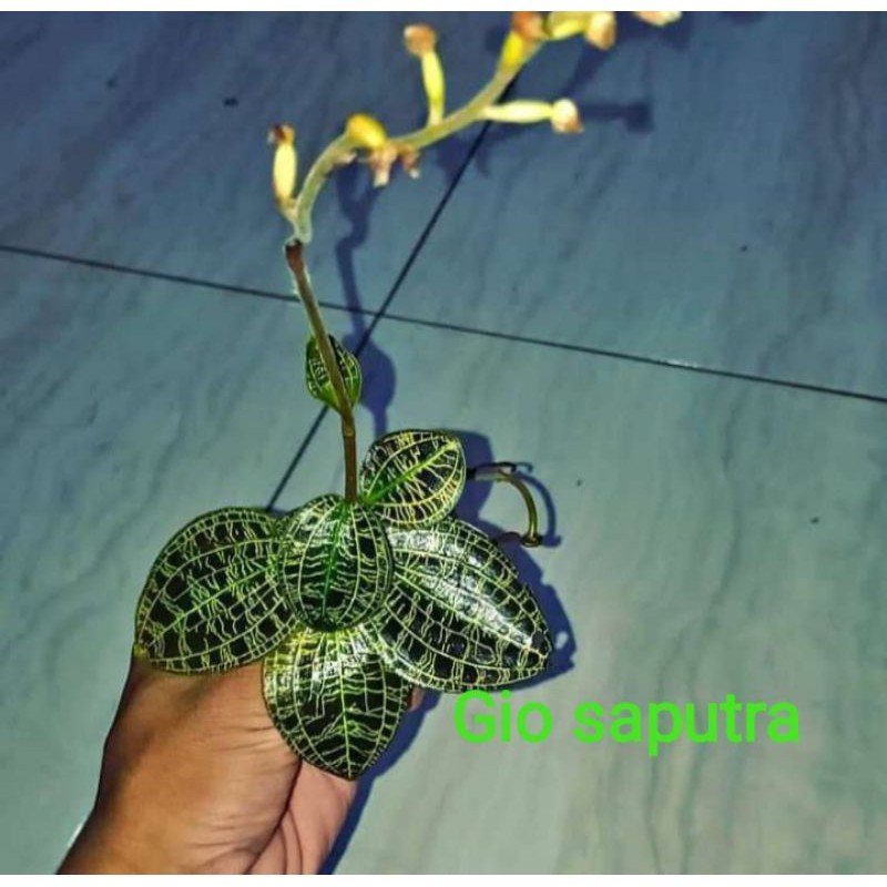 Anggrek permata jawel orchid