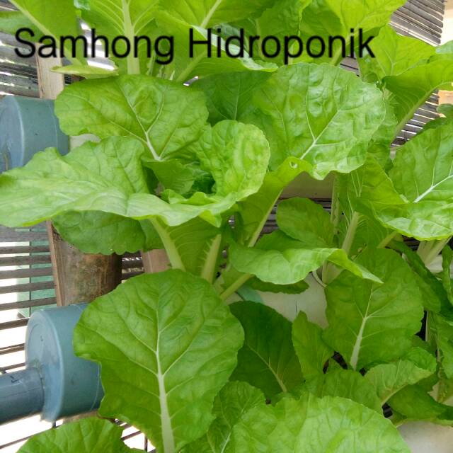 

Sawi Keriting Samhong Hidroponik