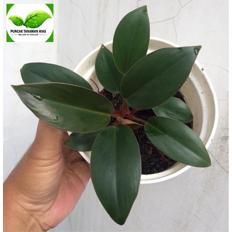 Black Congo - Red Congo - Philodendron black congo