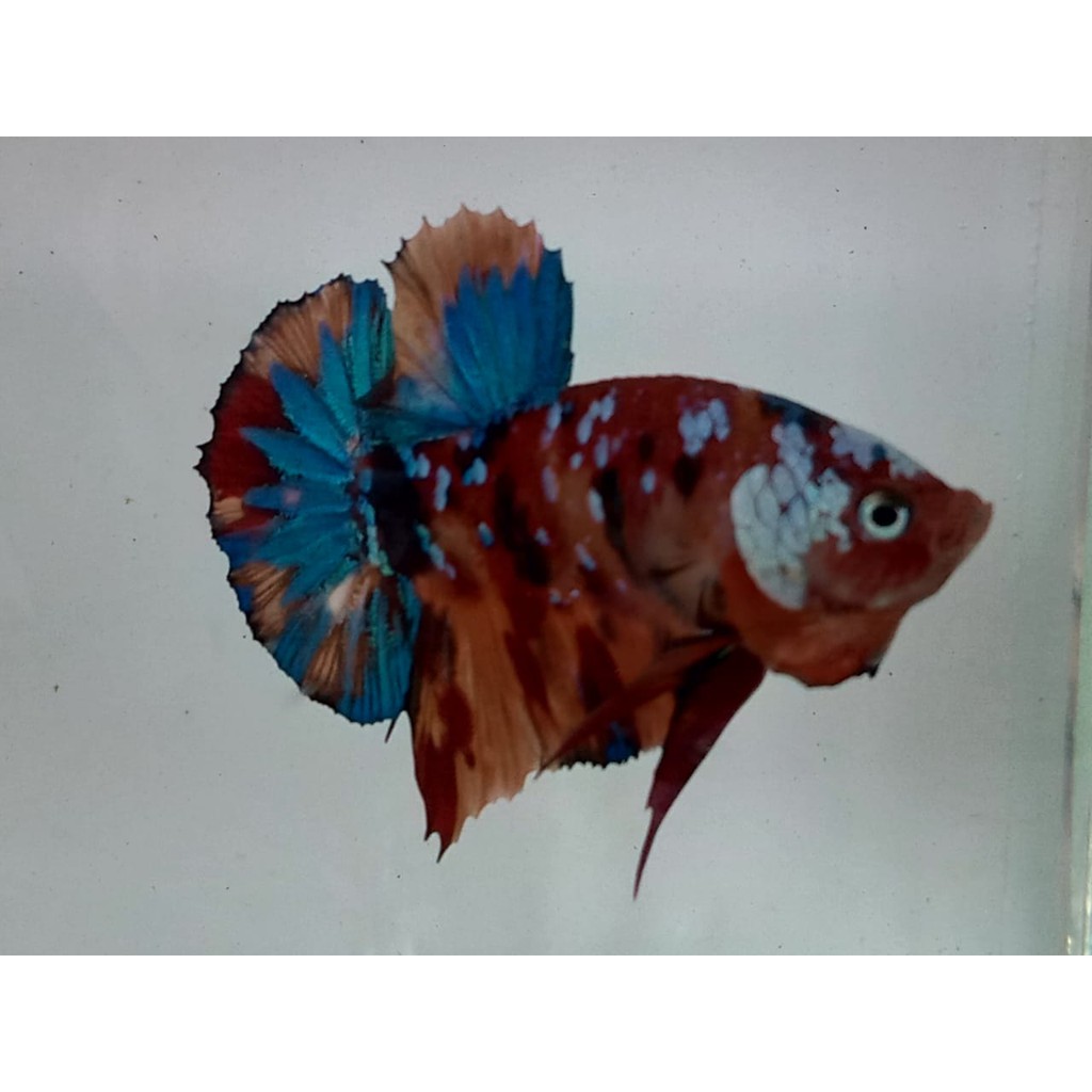 

(02)IKAN CUPANGmultycolour