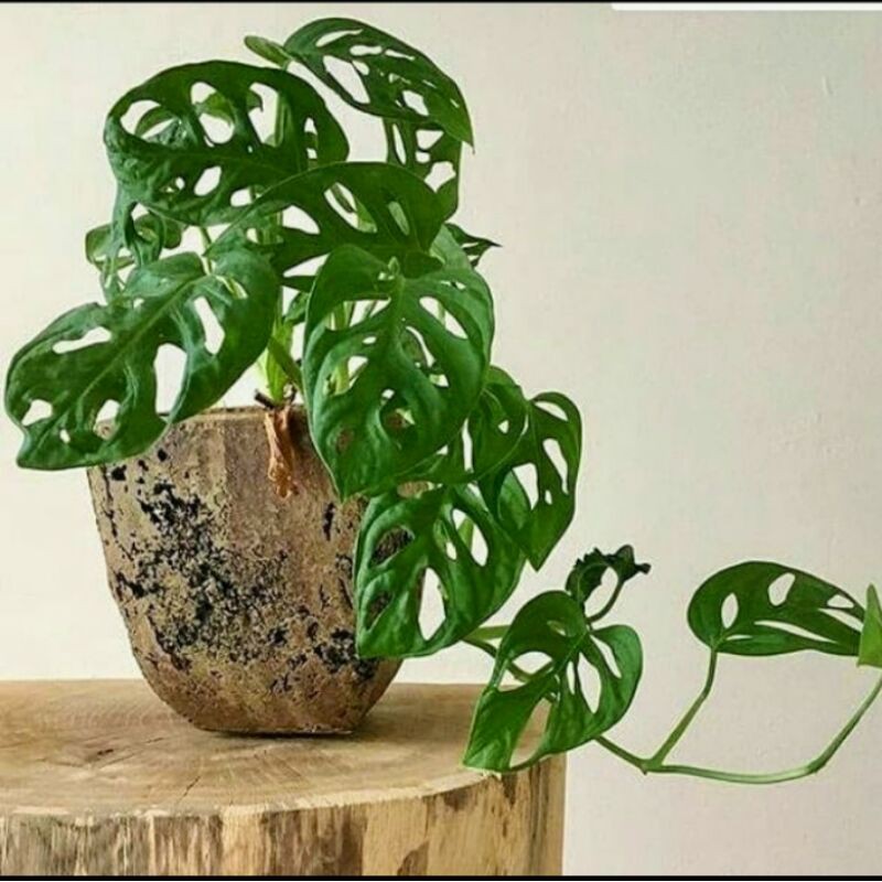 Tanaman Hias Hidup Janda Bolong