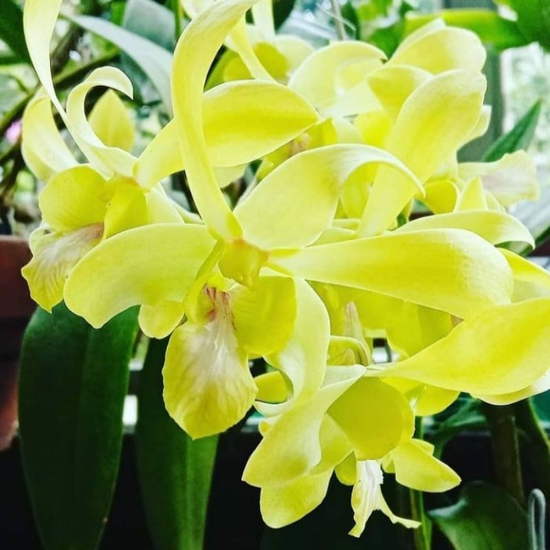 anggrek dendrobium / bibit benih