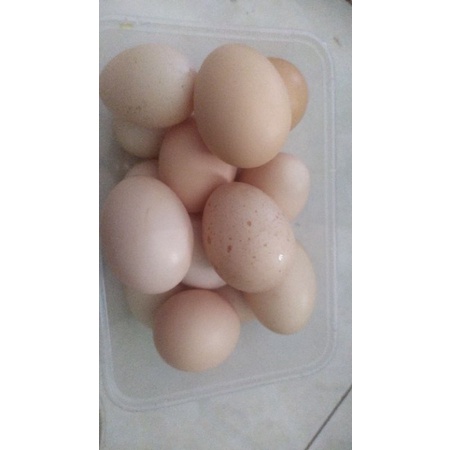 

Telur Ayam Kampung asli 10 butir