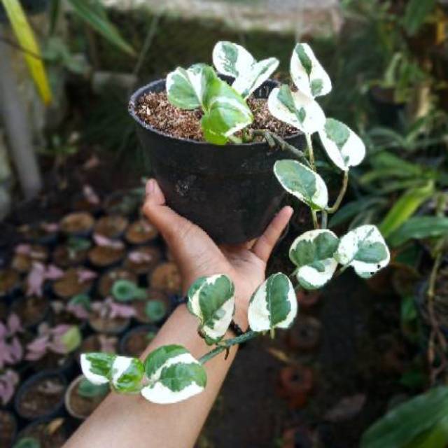 Jual Tanaman Gantung Sirih Belanda Variegata Shopee Indonesia