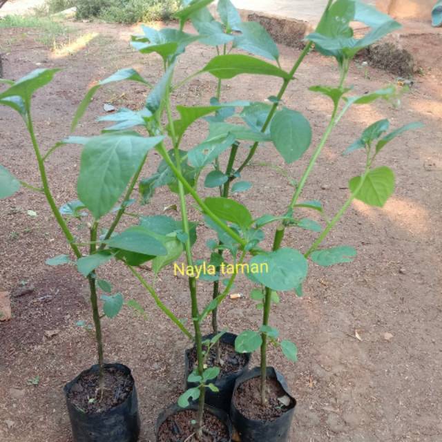 Tanaman Pohon Leunca-Bibit Pohon Leunca