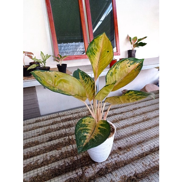 Aglonema Sultan Brunai Indukan