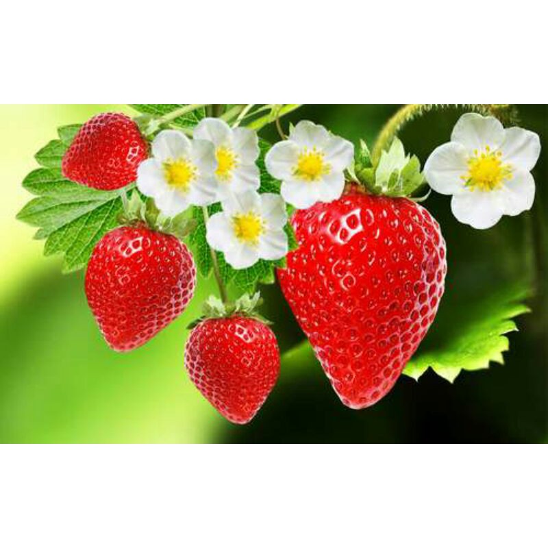 Benih Buah Strawberry Mencir Dataran Rendah Unggul Bibit Buah Strawberry