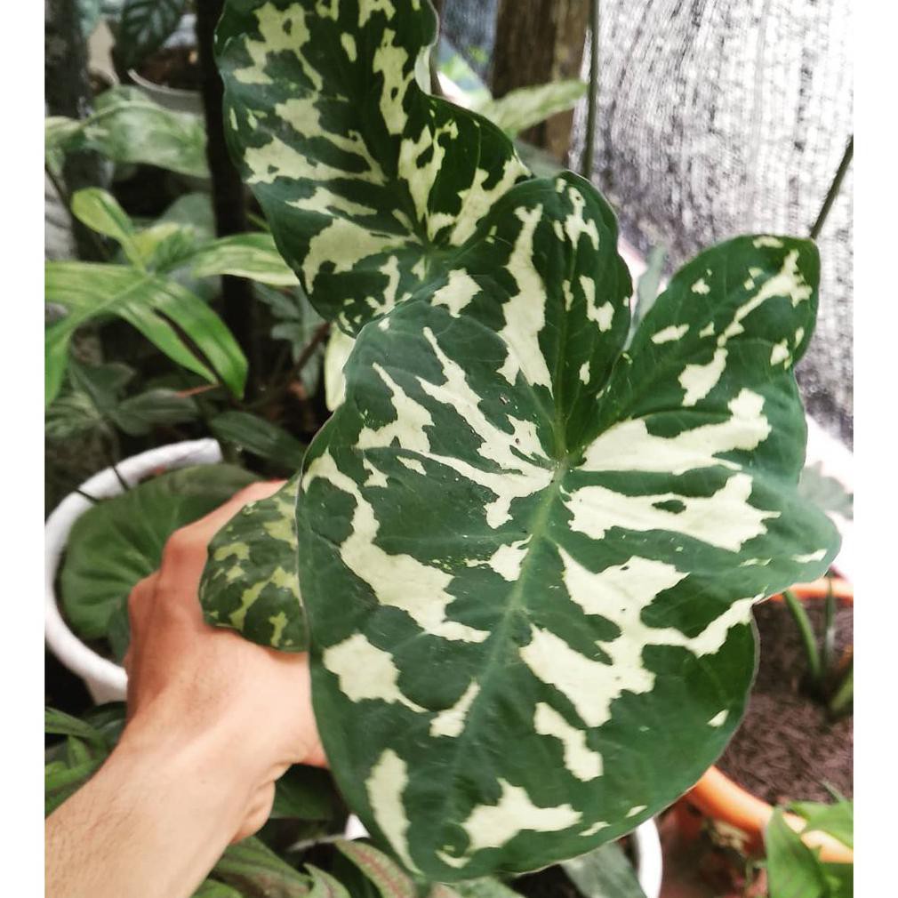 Bibit Tanaman Hias Caladium Beauty Army 100 Sb4ng Shopee Indonesia