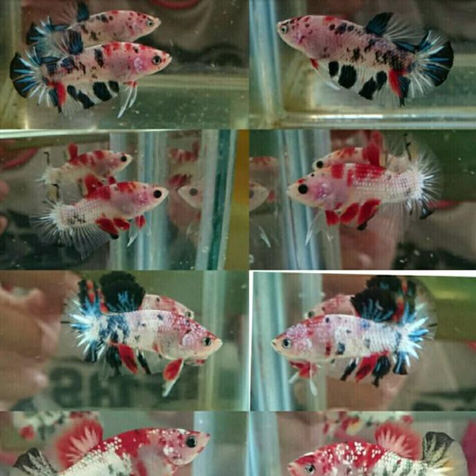 Ready Ikan Cupang Koi Nemo Galaxi Multi Colour