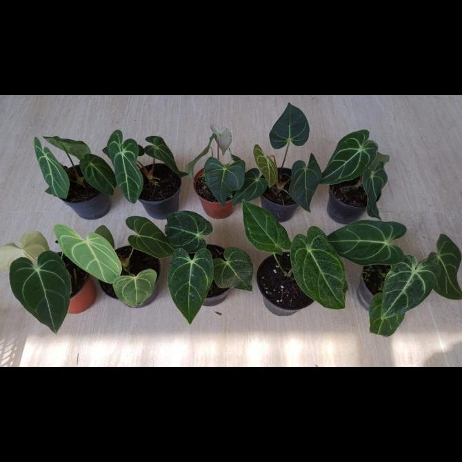 HOTLIST anthurium regale