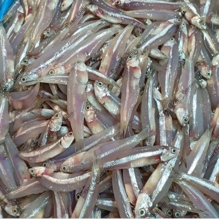 

Ikan Teri Tawar 500 Gram Fresh