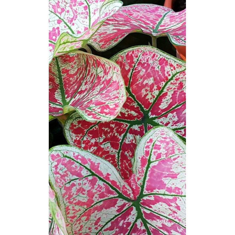 keladi langka arini menari/ caladium arini