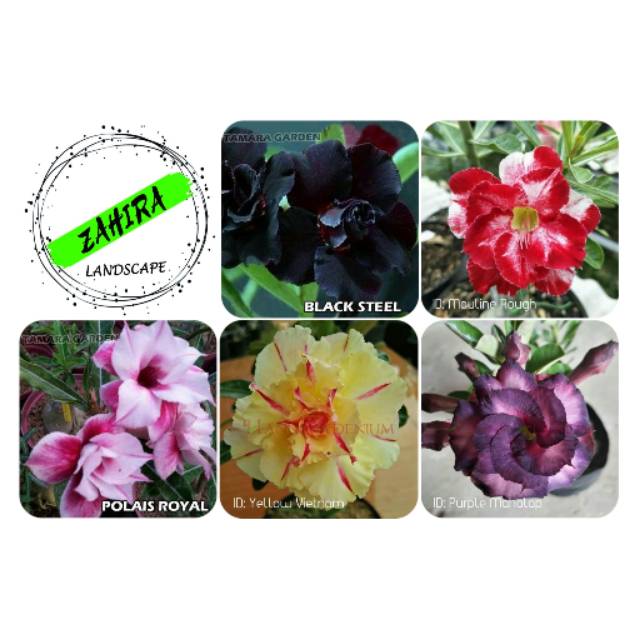 Paket (H2) 5 Bibit Kamboja Adenium Bunga Tumpuk - Tanaman Hias