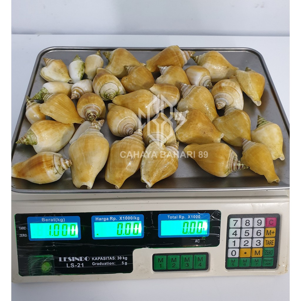 

Siput Gonggong
