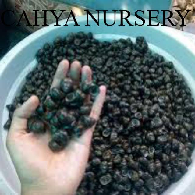 

Ready Tutut hidup 1kg mentah belum dipotong dikirim hidup